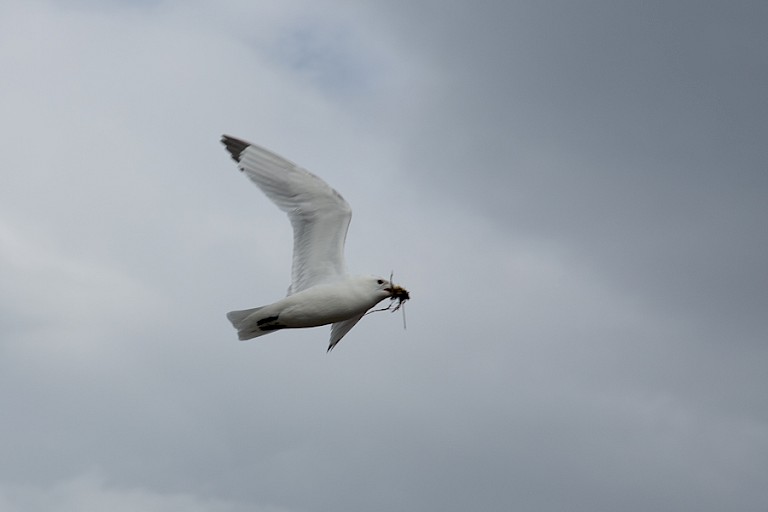 Drieteenmeeuwen vliegen af en aan met nestmateriaal.