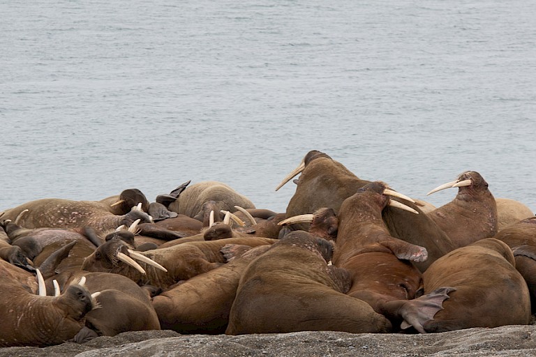 Walrussen op Poolepynten (Prins Karls Forland).