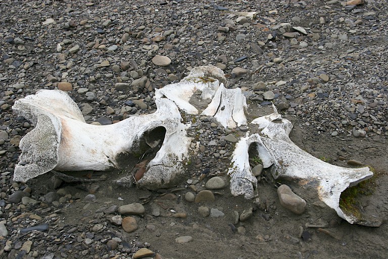 Walvisbotten op het strand van Edgeøya.
