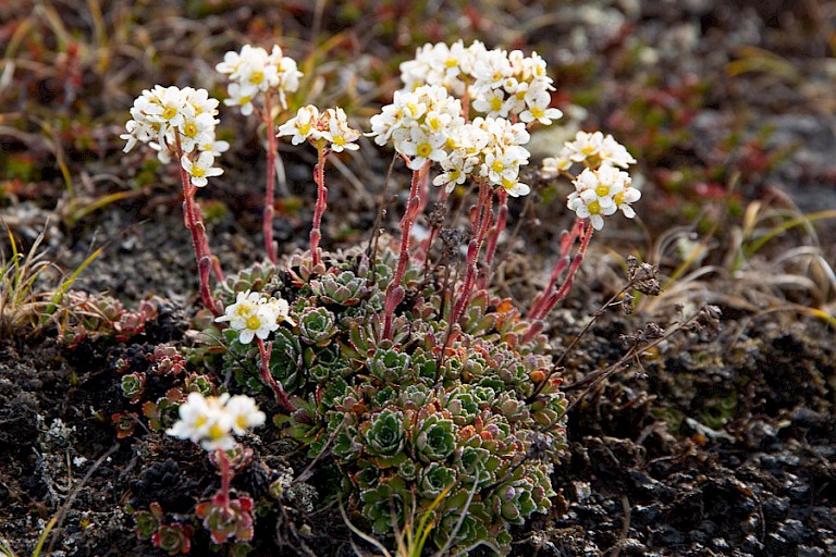 De laatste bloeiende planten (Saxifraga) op Disko-eiland.