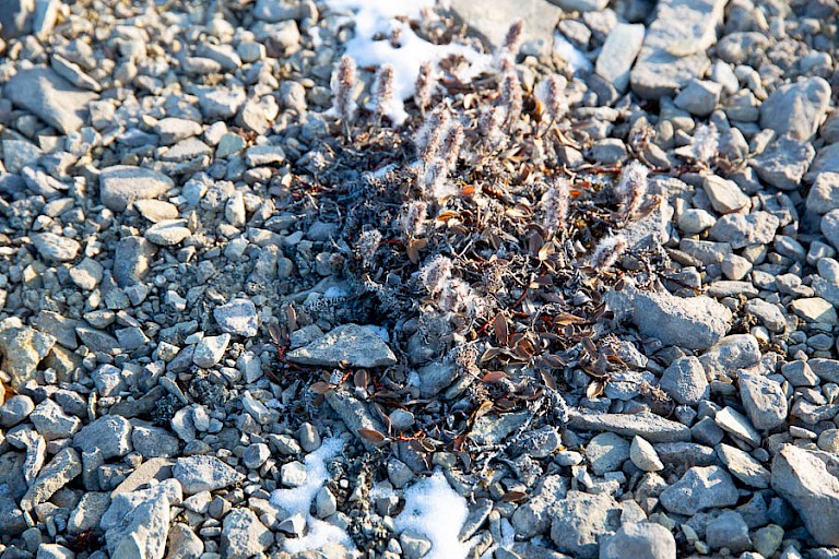 Laatste overblijfselen van de katjes van de Poolwilg.