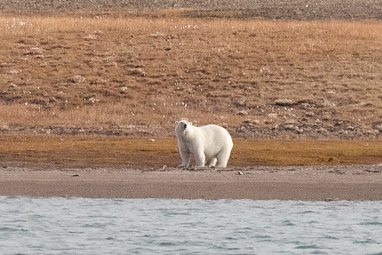 Eén van de ijsberen op de oever van Conningham Bay.
