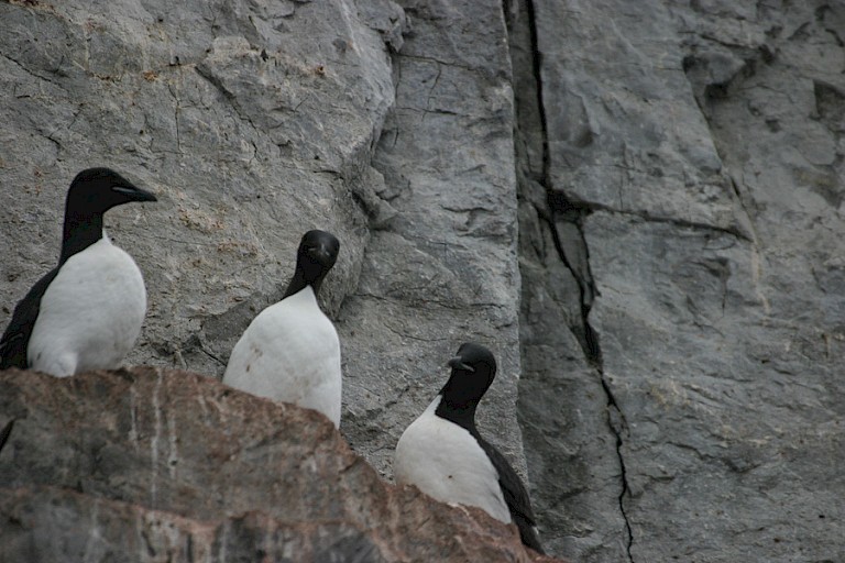 Nog enkele Zeekoeten op de kliffen van Devon.