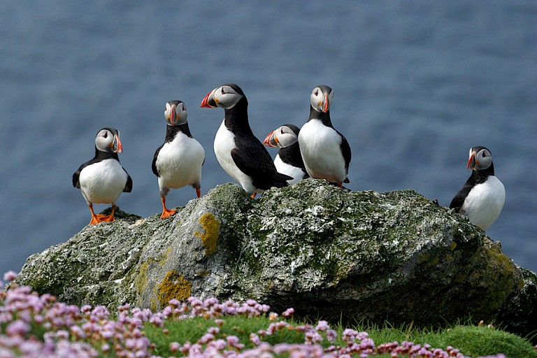 Papegaaiduikers op North Rona.