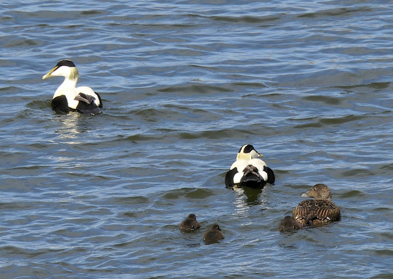Eidereenden voor de kust.
Foto: Sigrid Martin.