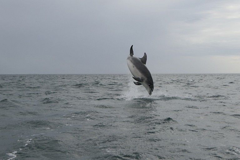 Springende witflank dolfijn.
Foto: Sigrid Martin.