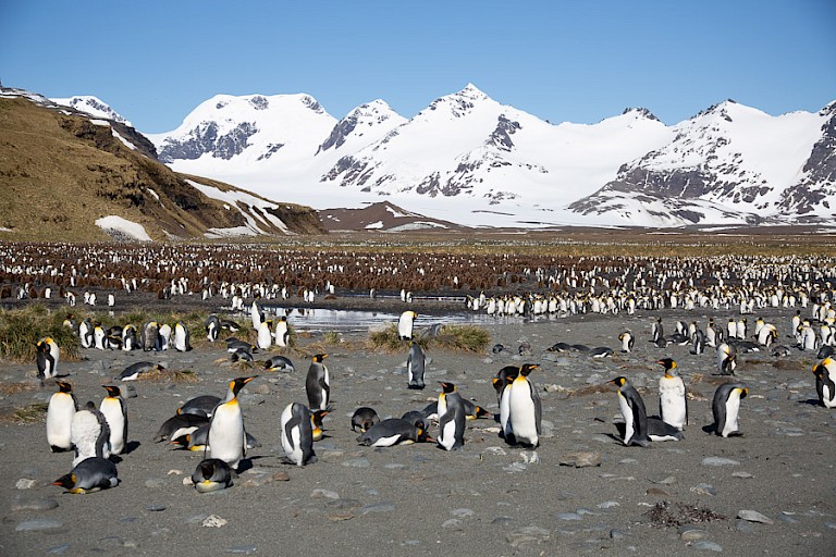 Koningspinguïns met op de achtergrond het landschap van Salisbury Plain.
