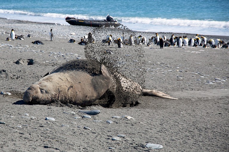 Zeeolifant die met zand gooit op het strand van Salisbury Plain.