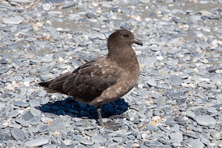 Een Antarctische jager op zoek naar eten.