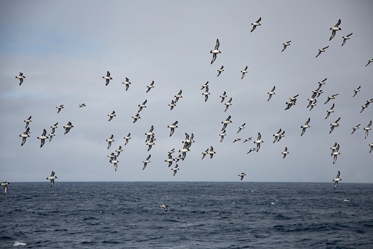 Op zee kunt u groepen Kaapse duiven tegenkomen.