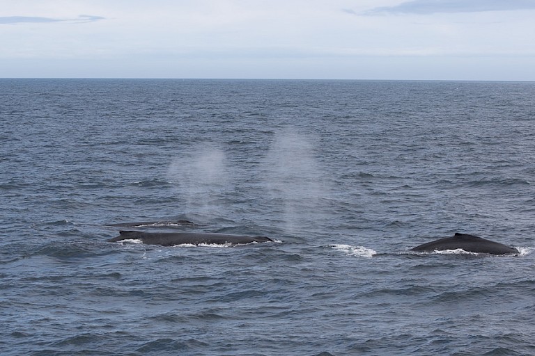 En er worden steeds meer walvissen gezien bij South Georgia, zoals deze Bultruggen.