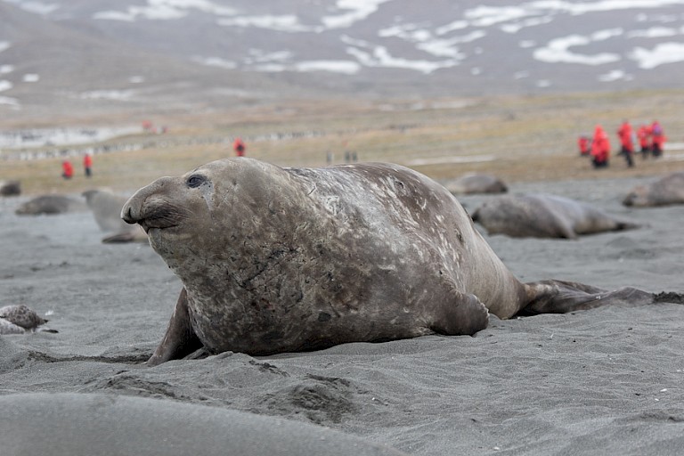 Een Zeeolifantenstier bewaakt het strand.
