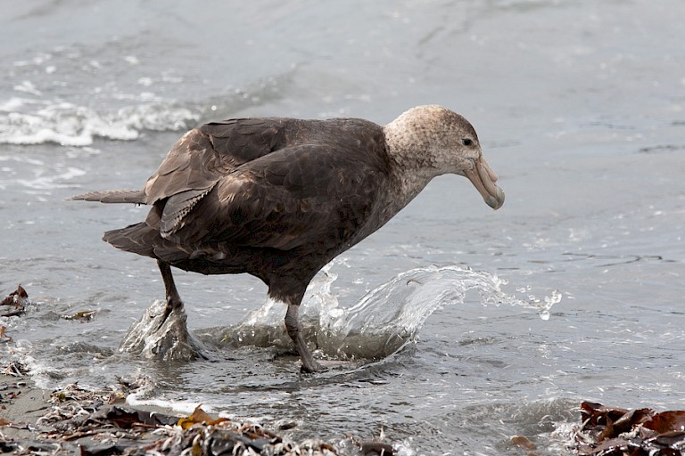 Een Zuidelijke reuzenstormvogel op zoek naar voedsel.