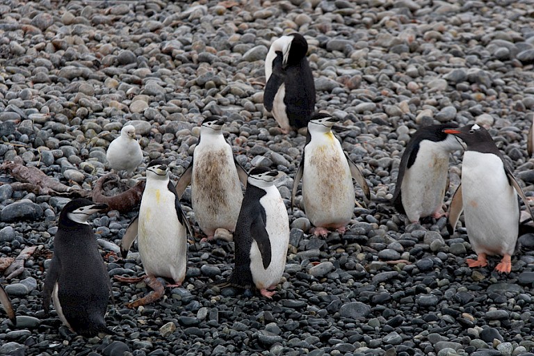 Enkele Kinbandpinguïns en Ezelspinguïns bij Cooper Bay.