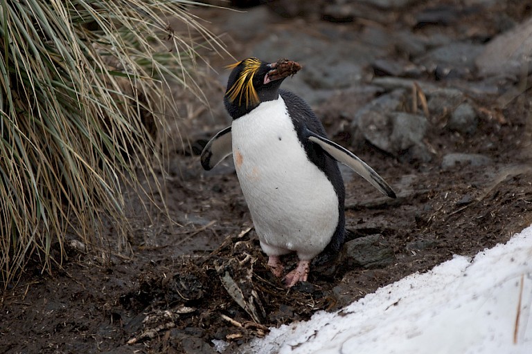 Een macaronipinguïn bij  Cooper Bay.