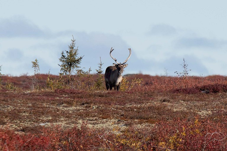 Rendierbok.