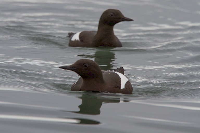 Zwarte zeekoeten in de Hornsund.