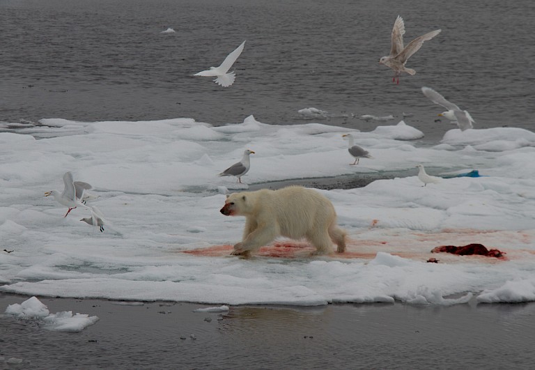 IJsbeer met prooi op het pakijs aan de oostkust.