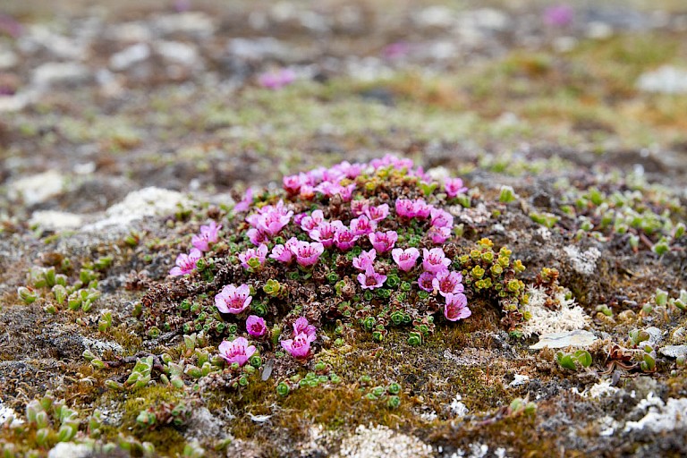 Zuiltjessteenbreek.