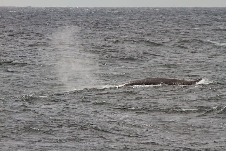 Dwergvinvis voor de zuidkust van Spitsbergen.