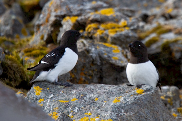 Kleine alken bij Ingeborgfjellet.