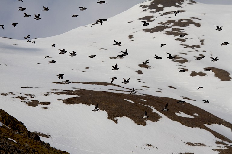 Kleine alken in de Hornsund.