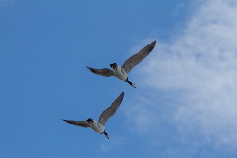 Brandganzen in de vlucht