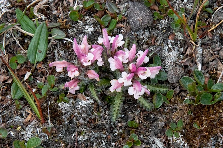 Harig kartelblad op de toendra.
