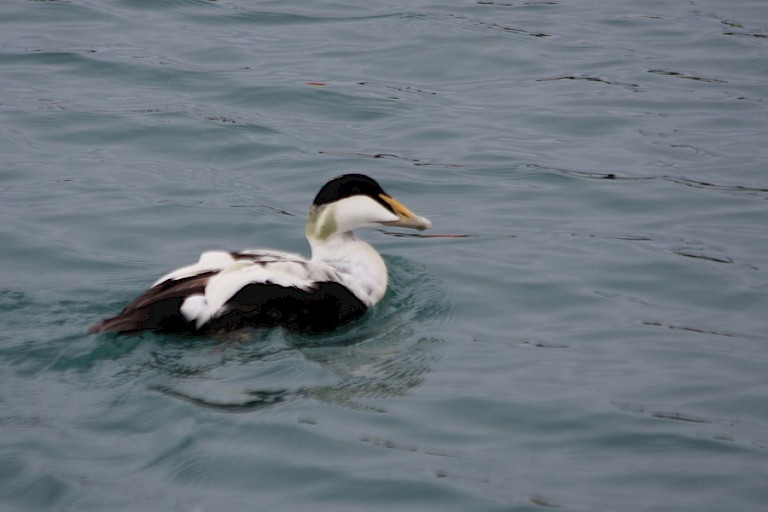 Eidereenden blijven jaarrond op IJsland