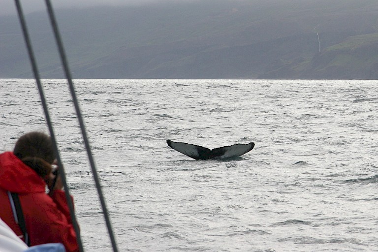 Staart Bultrug in het noorden van IJsland