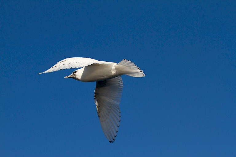 Jonge Ivoormeeuw tijdens de oversteek van Spitsbergen naar Noordoost-Groenland.