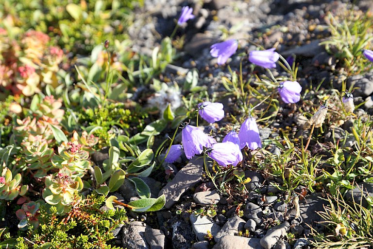 Grasklokje en Rozenwortel kunnen in deze tijd nog bloeien.