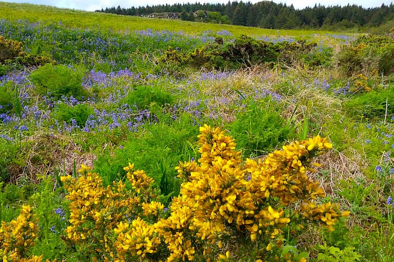 Gaspeldoorn en Blue Bells zijn op bijna alle eilanden te vinden.