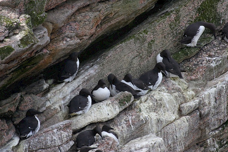 Zeekoet is een van de veelvuldig voorkomende zeevogels langs Schotse kust.