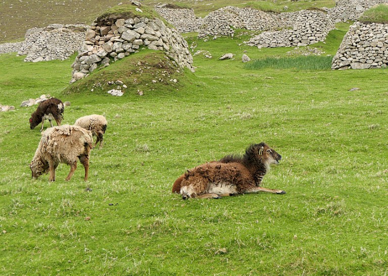 Soayschapen op St. Kilda.