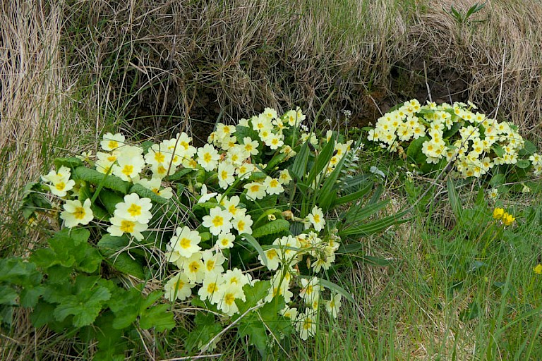 Primula's groeien en bloeien aan bosranden en in graslanden.