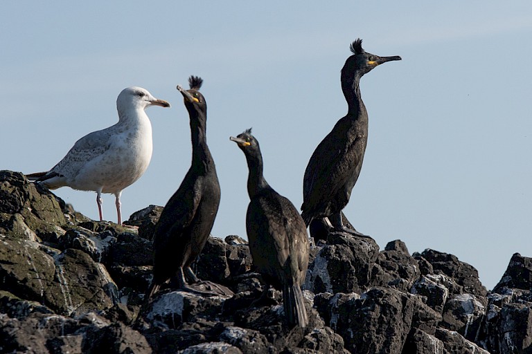 Kuifaalscholvers met een jonge Grote mantelmeeuw