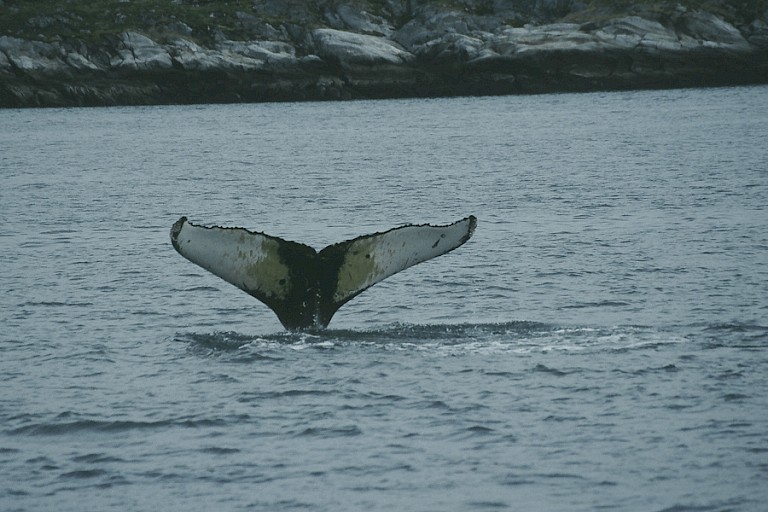 Onderduikende Bultrug bij Nuuk