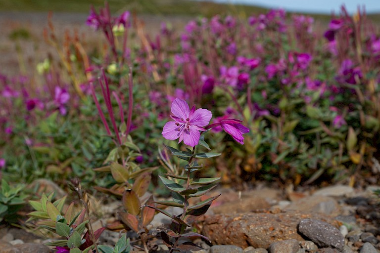Het Breedbladig wilgenroosje bloeit in augustus nog volop.