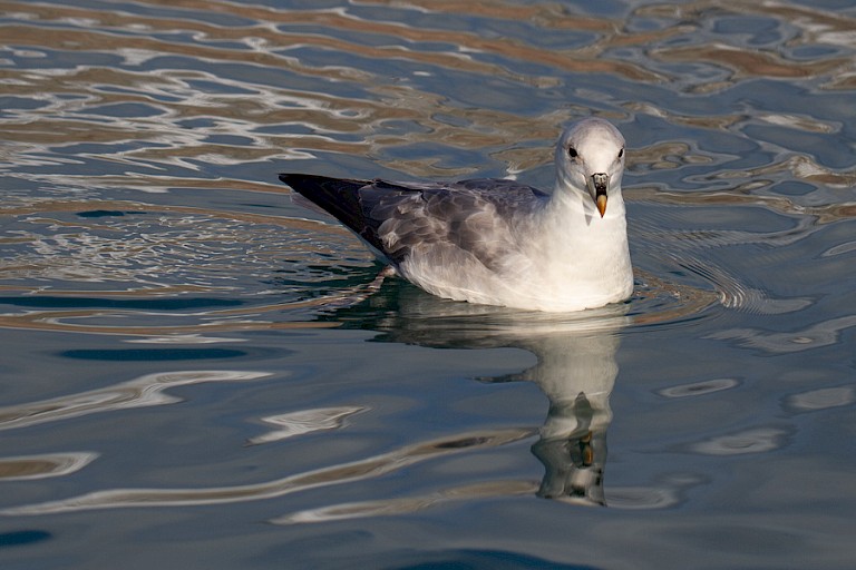 Noordse Stormvogel.
