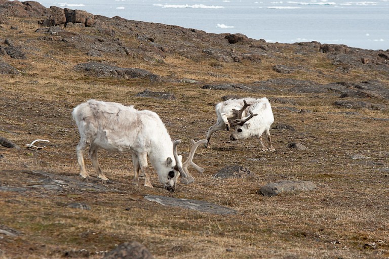 Spitsbergen rendieren in het zuidoosten van Spitsbergen.