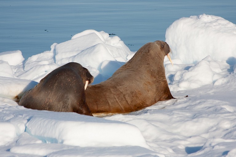 Walrussen op het pakijs.