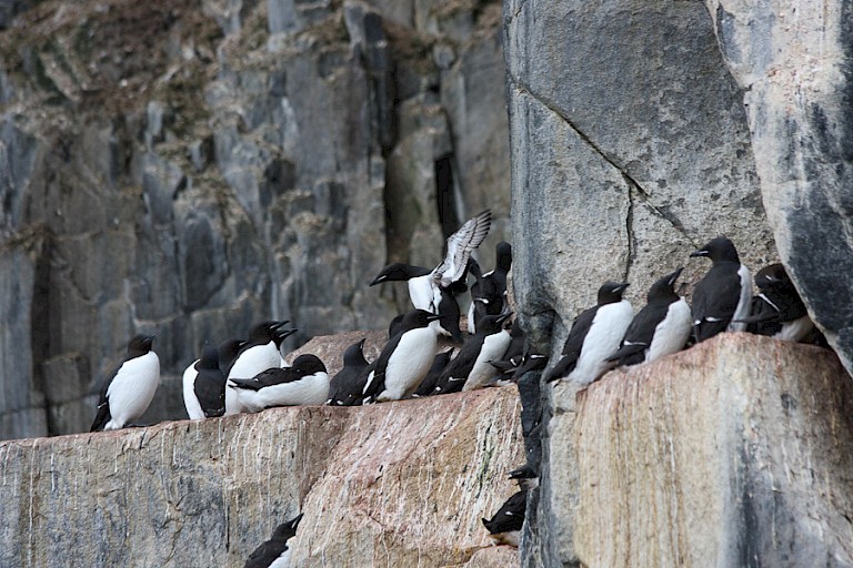 Dikbekzeekoeten op Alkefjellet.