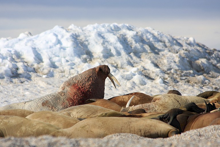 Walrussen op Nordaustlandet