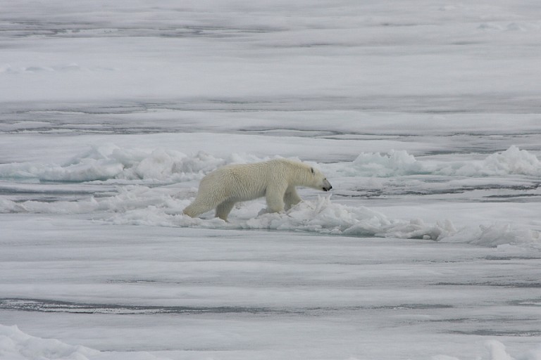 IJsbeer op het pakijs.
