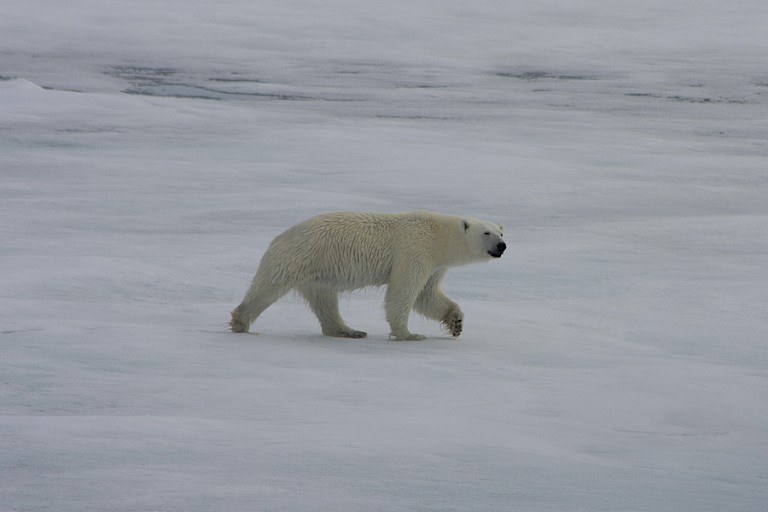 IJsbeer op het pakijs.