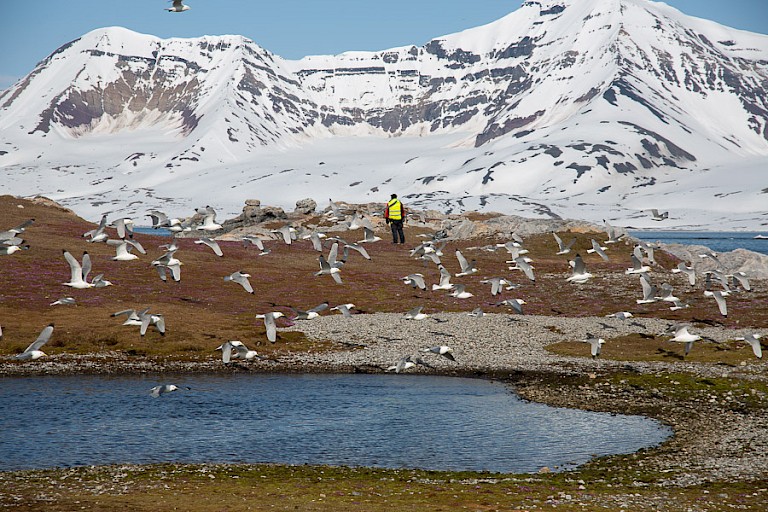 Groepje Drieteenmeeuwen.