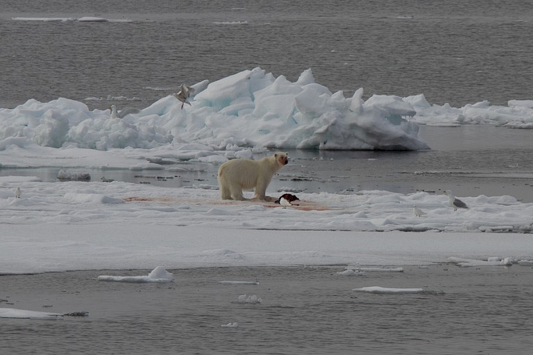 IJsbeer met prooi op het pakijs bij Kong Karlsland