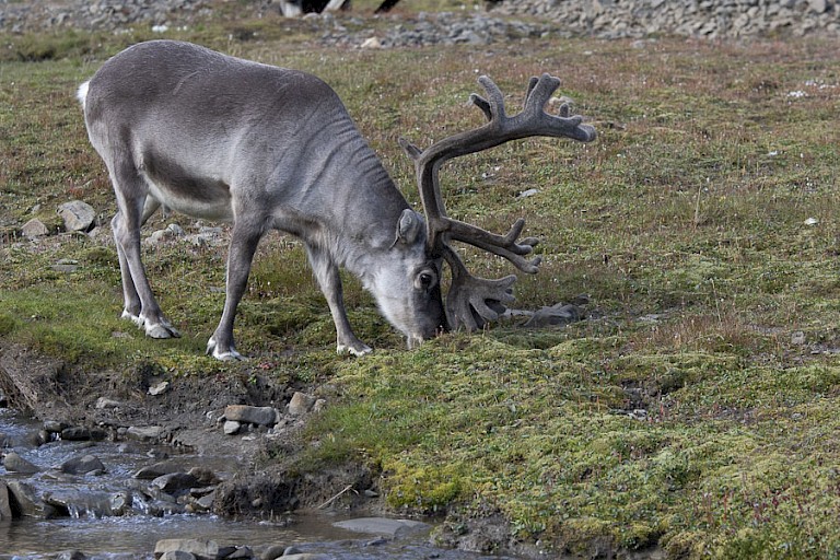 Rendier op de toendra.