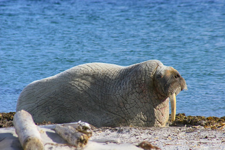 Walrus op het strand op Nordaustlandet.